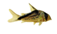 Corydora loxozonus